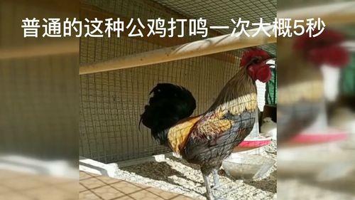 吃鸡网红被爆出过瓜,揭秘背后惊人真相